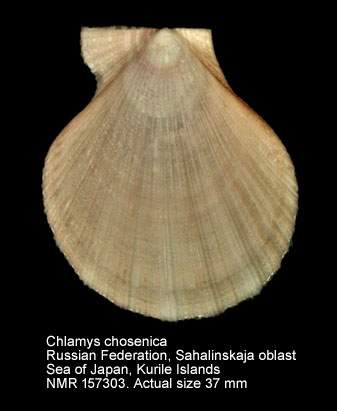 Chlamys chosenica (2).jpg - Chlamys chosenica Kuroda,1932